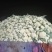 青梗白面有机花，松花菜，大量上市全天24小时供货