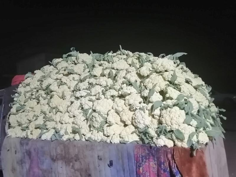 青梗白面有机花，松花菜，大量上市全天24小时供货