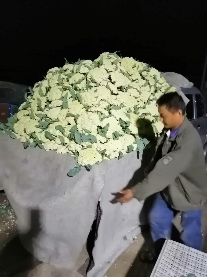 青梗白面有机花，松花菜，大量上市全天24小时供货