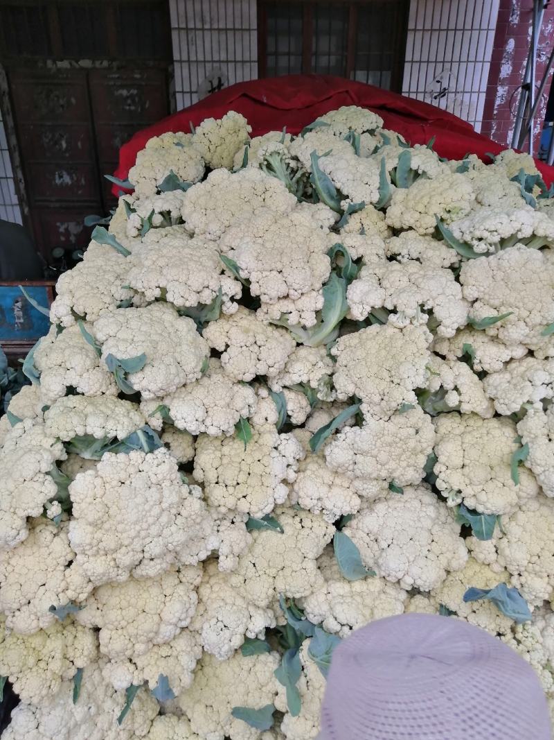 青梗白面有机花，松花菜，大量上市全天24小时供货