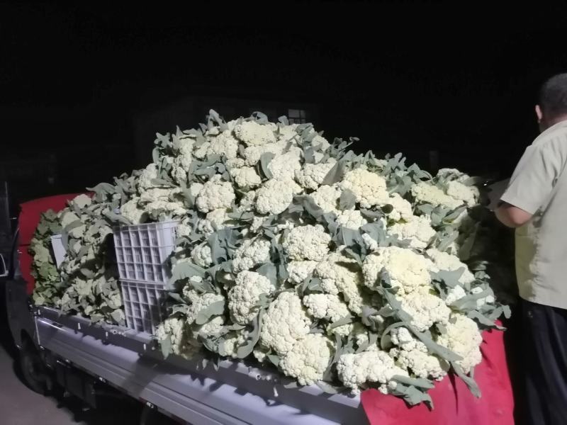 青梗白面有机花，松花菜，大量上市全天24小时供货
