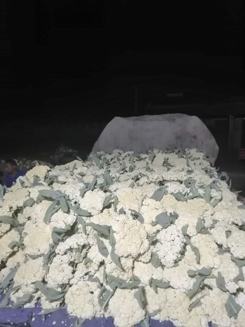 青梗白面有机花，松花菜，大量上市全天24小时供货