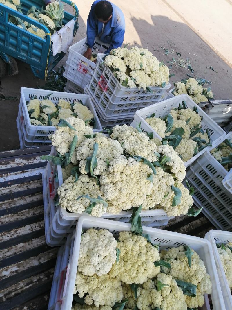 青梗白面有机花，松花菜，大量上市全天24小时供货