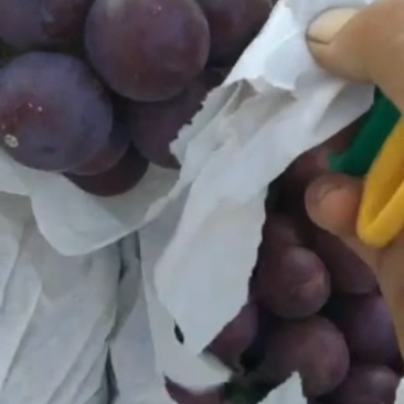 正宗山地葡萄味美甘甜粒粒饱满