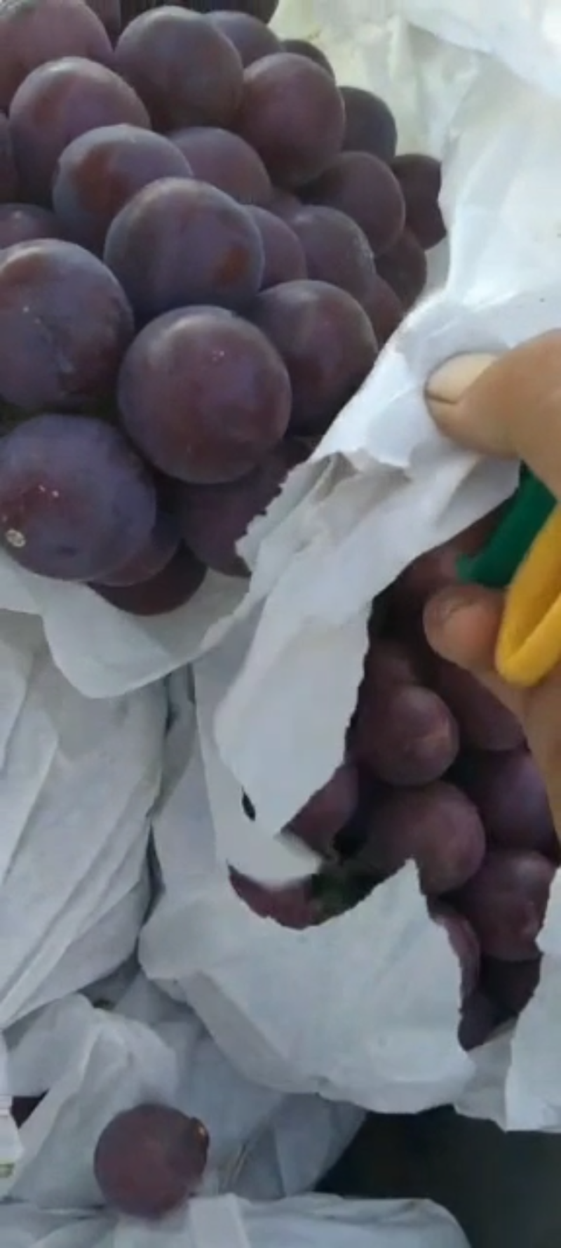 正宗山地葡萄味美甘甜粒粒饱满