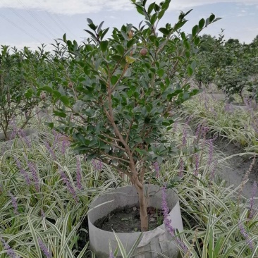 基地出售茶梅笼子，茶梅地苗/袋苗，规格齐全
