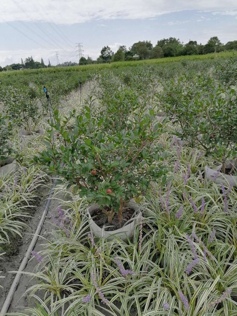 基地出售茶梅笼子，茶梅地苗/袋苗，规格齐全