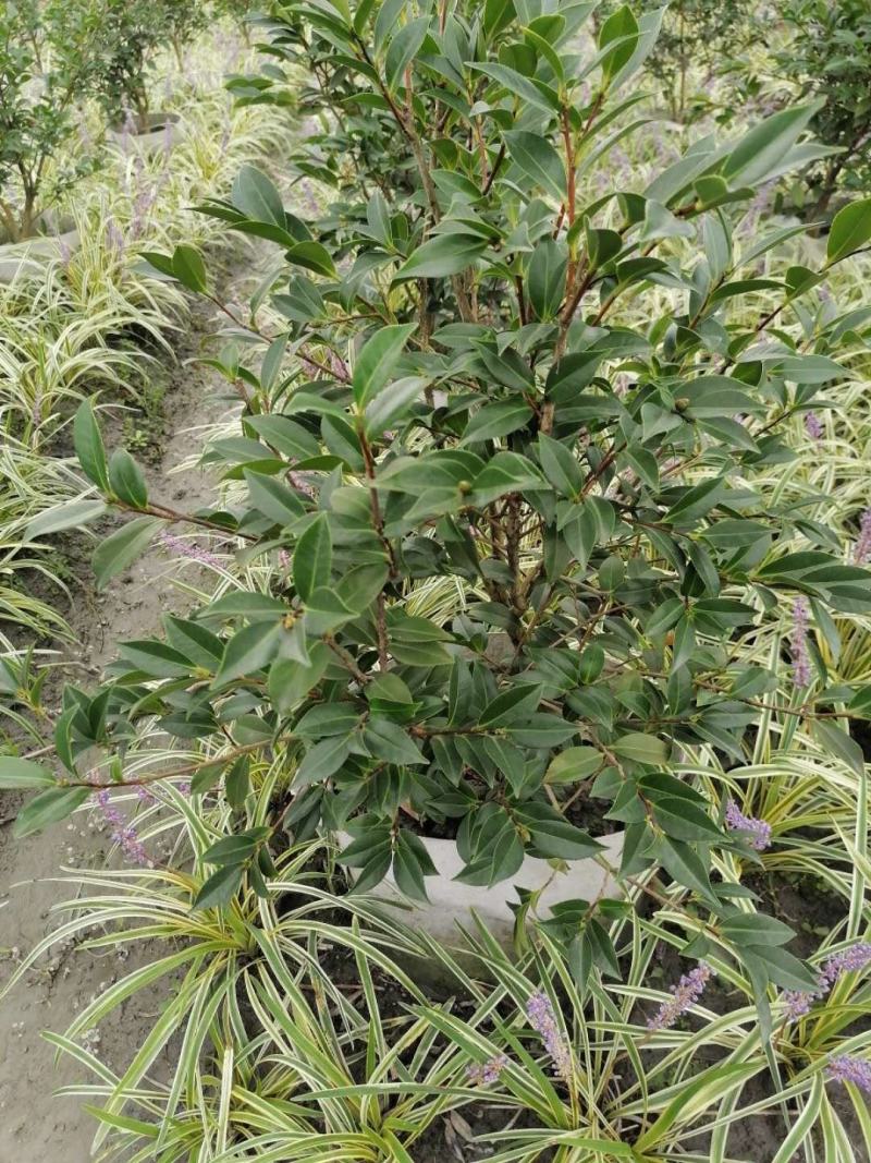 基地出售茶梅笼子，茶梅地苗/袋苗，规格齐全