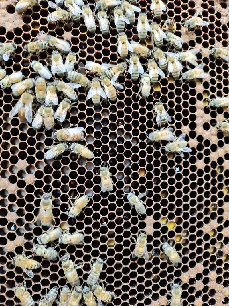 【老巢脾】意大利蜜蜂老蜂巢蜂巢素提炼蜂蜡老巢脾