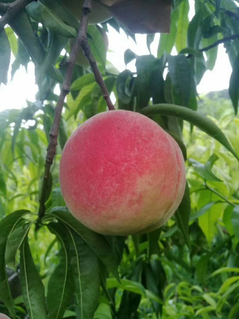 山东省肥城市脆甜柚莲蜜上市，