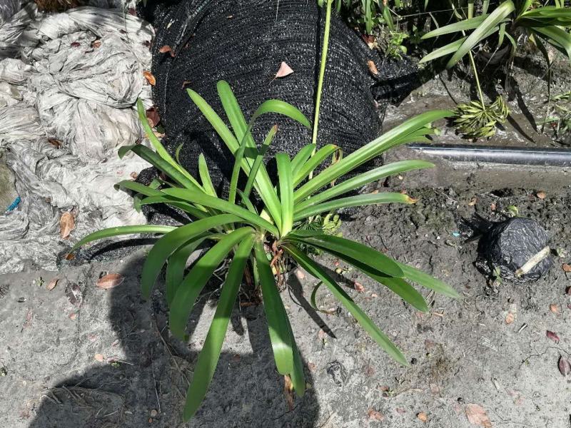 地苗百子莲，便宜百子莲，量多，百子莲价格