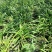 地苗百子莲，便宜百子莲，量多，百子莲价格