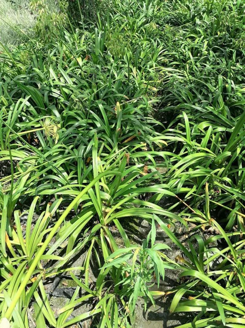 地苗百子莲，便宜百子莲，量多，百子莲价格