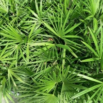 地苗棕竹，杯苗棕竹，高度30公分-1.2米，苗圃直销