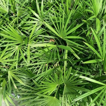 地苗棕竹，杯苗棕竹，高度30公分-1.2米，苗圃直销