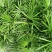 地苗棕竹，杯苗棕竹，高度30公分-1.2米，苗圃直销