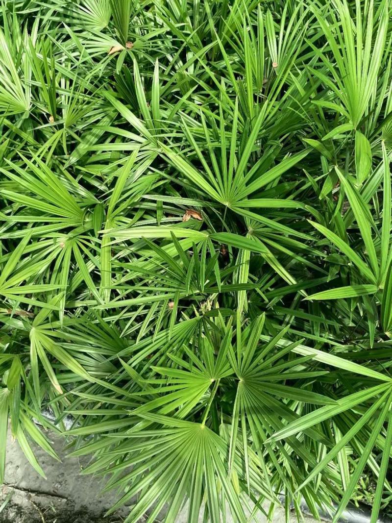 地苗棕竹，杯苗棕竹，高度30公分-1.2米，苗圃直销