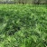 地苗棕竹，杯苗棕竹，高度30公分-1.2米，苗圃直销