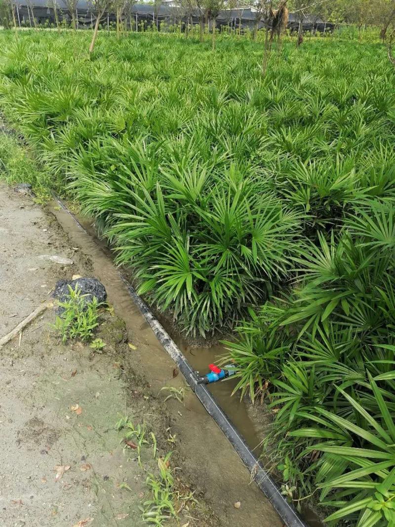 地苗棕竹，杯苗棕竹，高度30公分-1.2米，苗圃直销