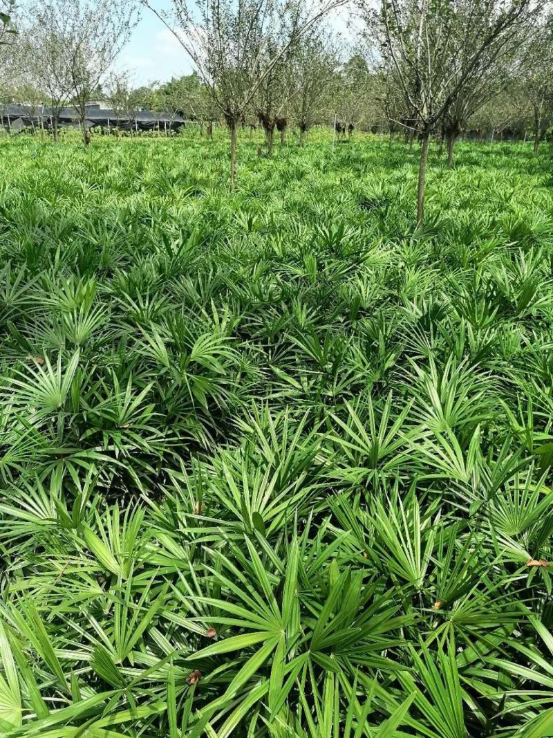 地苗棕竹，杯苗棕竹，高度30公分-1.2米，苗圃直销