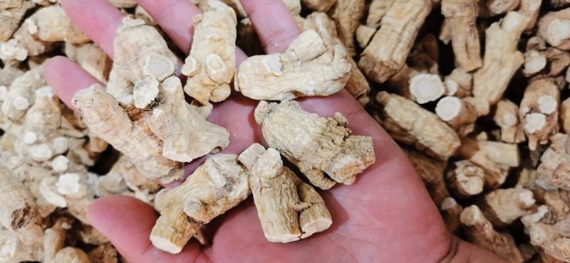 西洋参进口粒头西洋参花旗参包邮质优价廉常年供应