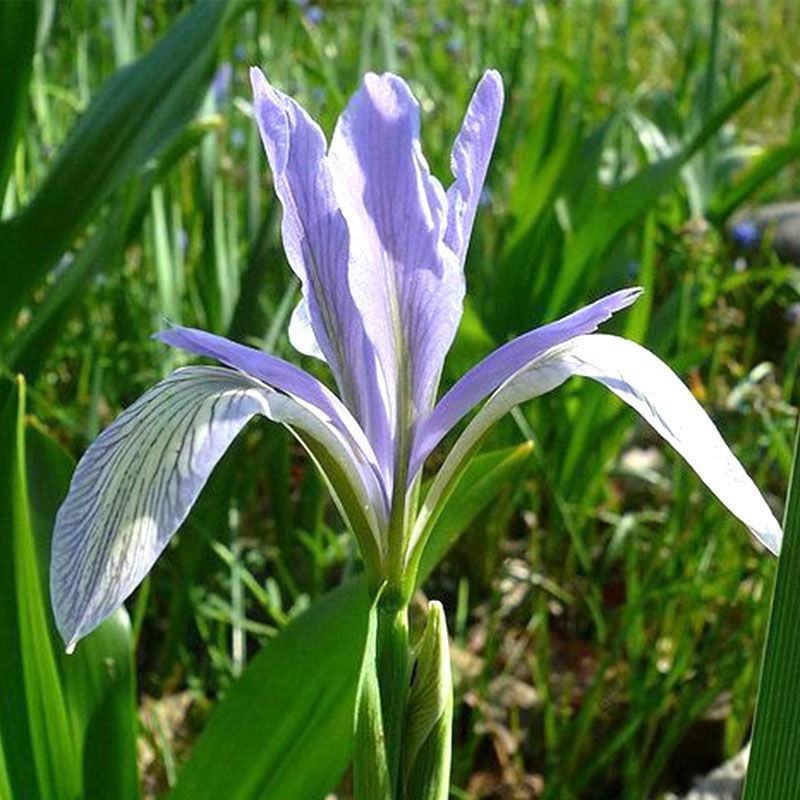 马兰花种子马莲花蝴蝶花马蔺四季播种矮生蓝色多年生花卉种子