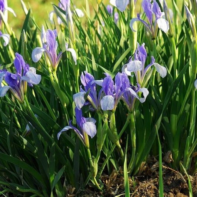 马兰花种子马莲花蝴蝶花马蔺四季播种矮生蓝色多年生花卉种子