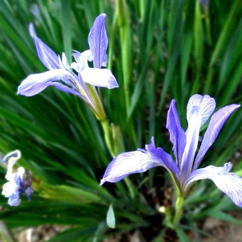 马兰花种子马莲花蝴蝶花马蔺四季播种矮生蓝色多年生花卉种子