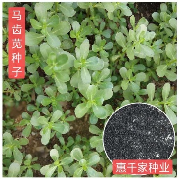 马齿苋种子农家大田四季播种蚂蚱菜阳台盆栽食用春秋野菜种子