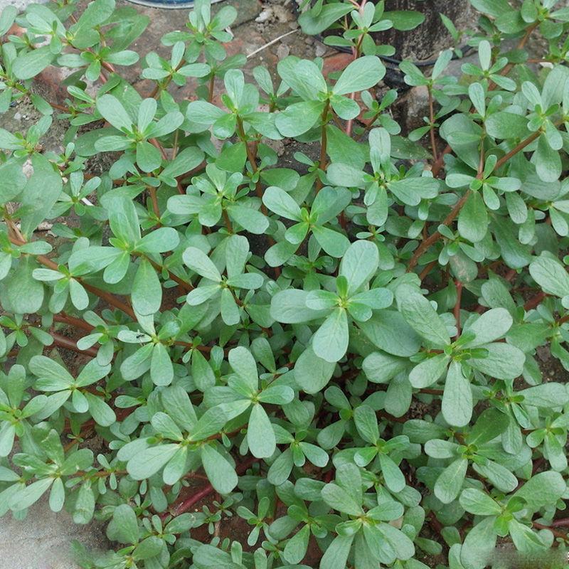 马齿苋种子农家大田四季播种蚂蚱菜阳台盆栽食用春秋野菜种子