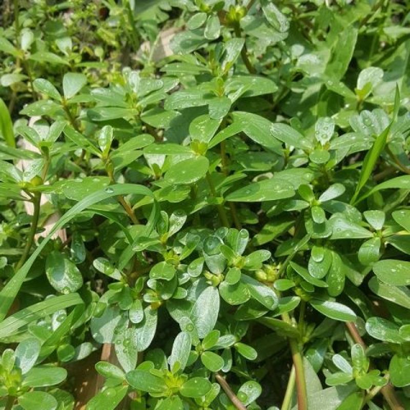马齿苋种子农家大田四季播种蚂蚱菜阳台盆栽食用春秋野菜种子