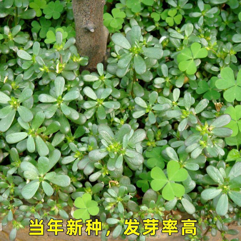 马齿苋种子农家大田四季播种蚂蚱菜阳台盆栽食用春秋野菜种子