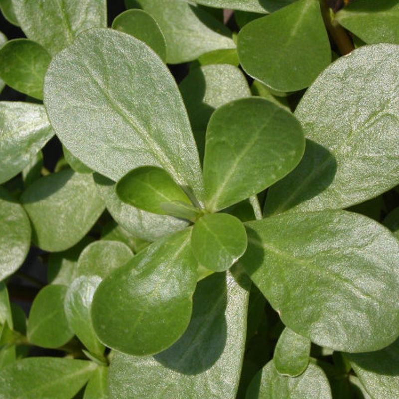 马齿苋种子农家大田四季播种蚂蚱菜阳台盆栽食用春秋野菜种子