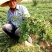 马齿苋种子农家大田四季播种蚂蚱菜阳台盆栽食用春秋野菜种子