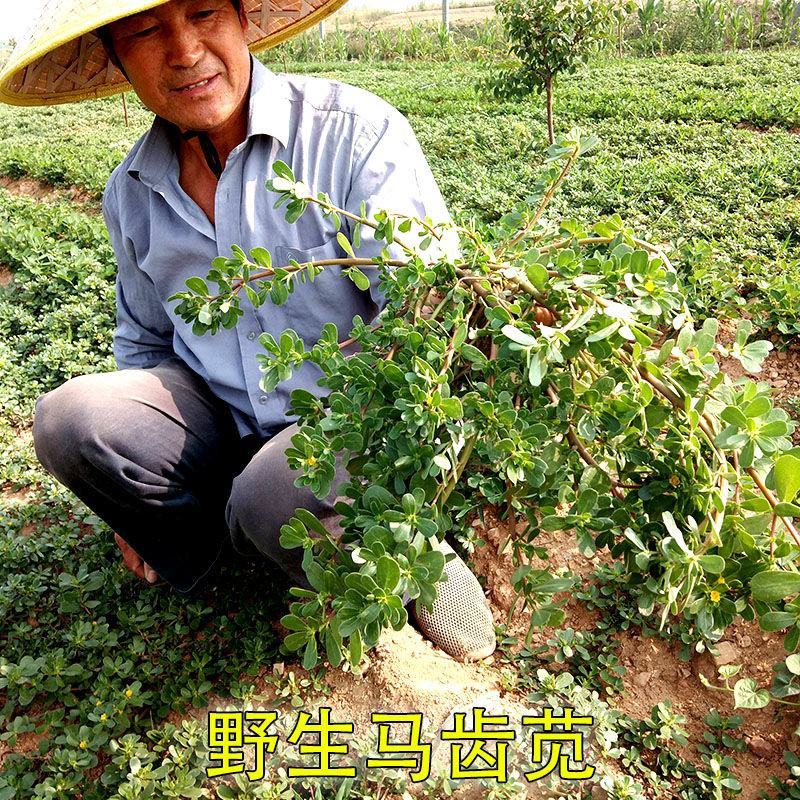马齿苋种子农家大田四季播种蚂蚱菜阳台盆栽食用春秋野菜种子