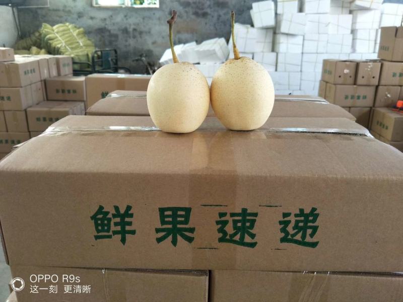 鸭梨150~200g纸袋支持一件代发