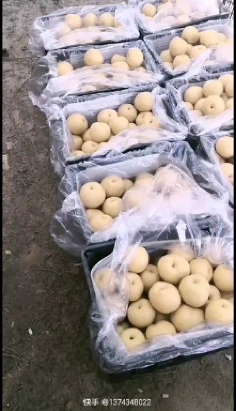 山东省冠县丰水梨基地，丰水梨大量上市支持一件代发