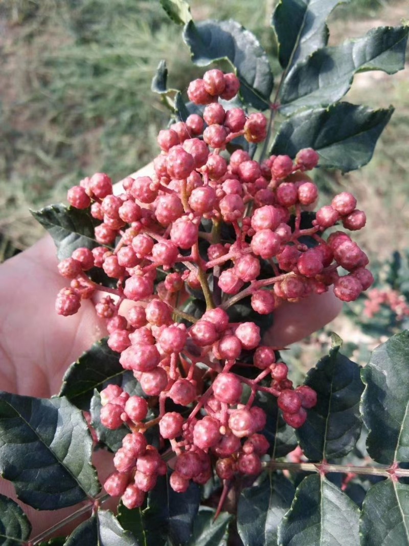花椒大量上市基地直发量大价格可谈
