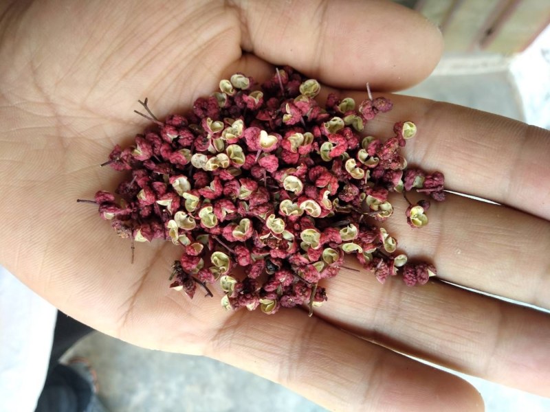 花椒大量上市基地直发量大价格可谈