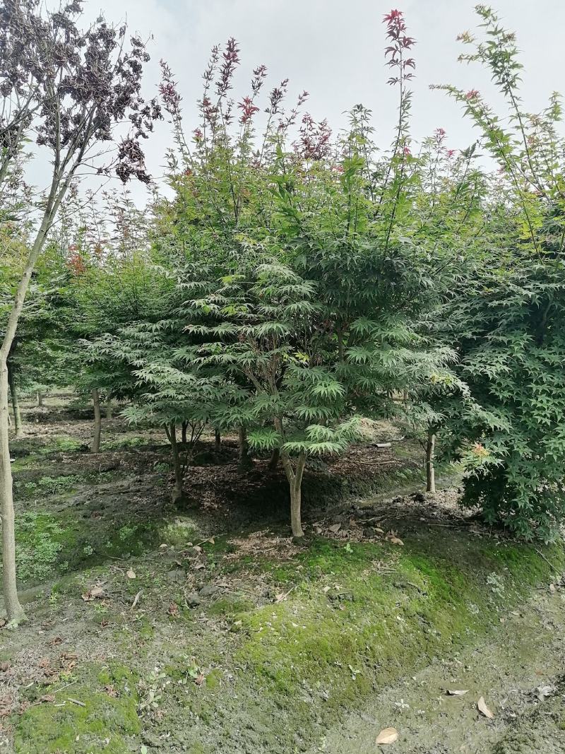 出售中国红枫四川成都货源3-5公分红枫价格
