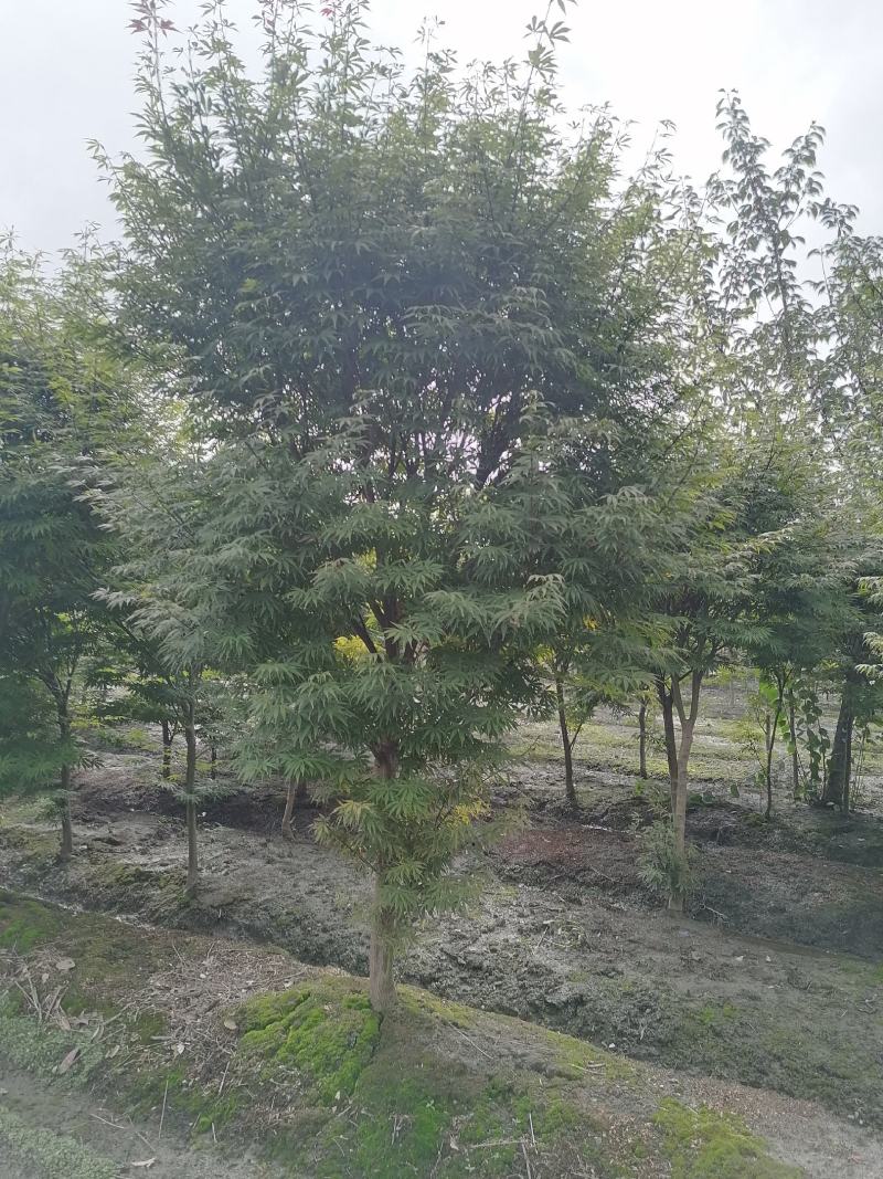 出售中国红枫四川成都货源3-5公分红枫价格