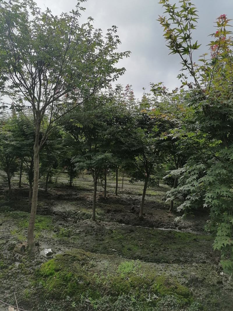 出售中国红枫四川成都货源3-5公分红枫价格