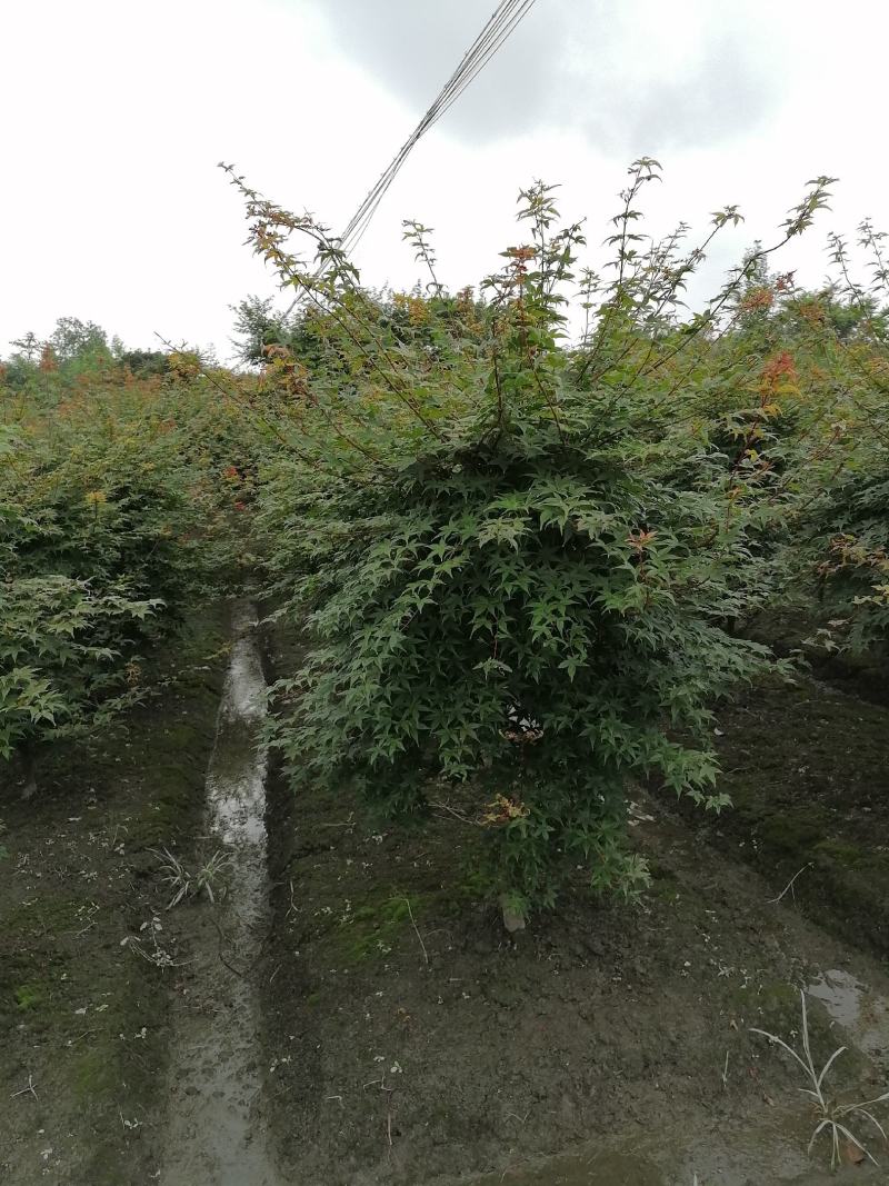 出售中国红枫四川成都货源3-5公分红枫价格