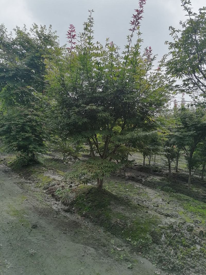 出售中国红枫四川成都货源3-5公分红枫价格