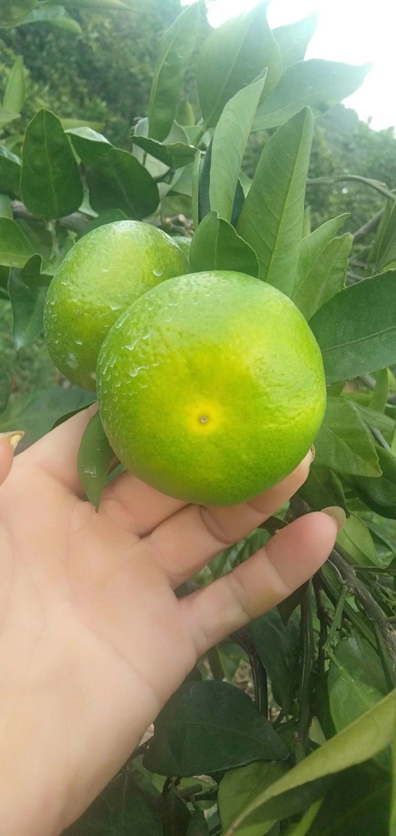[精品]东江湖特早蜜橘已大量上市欢迎各位老板来采购