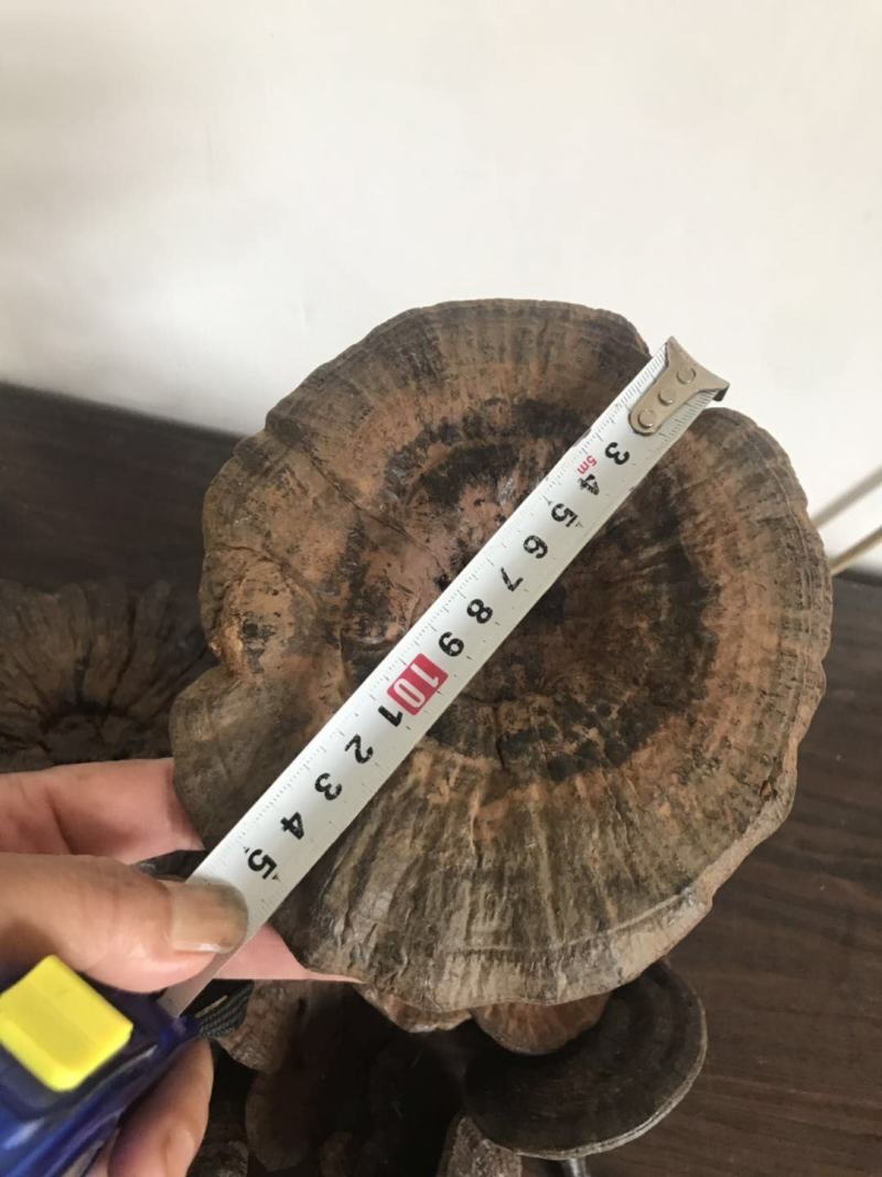 【灵芝】精品高山野生赤灵芝，质量保证，价格实惠，量大从优