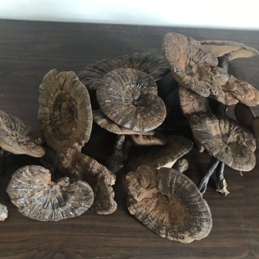 【灵芝】精品高山野生赤灵芝，质量保证，价格实惠，量大从优