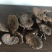 【灵芝】精品高山野生赤灵芝，质量保证，价格实惠，量大从优