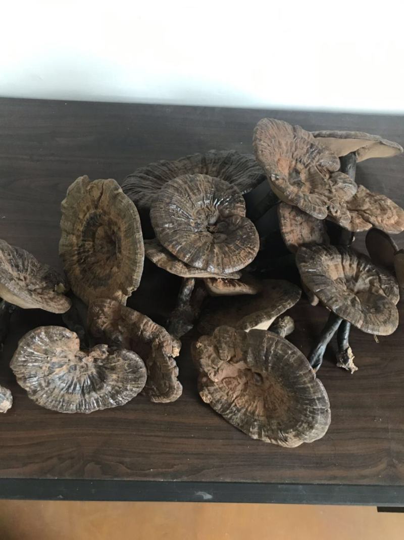 【灵芝】精品高山野生赤灵芝，质量保证，价格实惠，量大从优