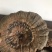 【灵芝】精品高山野生赤灵芝，质量保证，价格实惠，量大从优